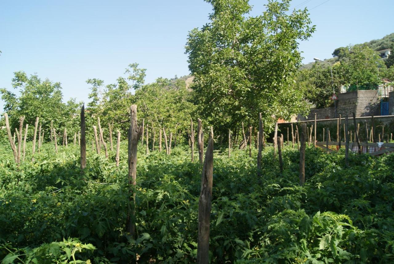 Agriturismo Nonno Luigino Vico Equense Exteriér fotografie